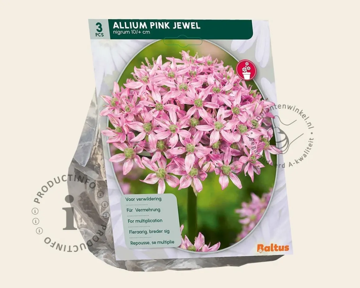 Allium 'Pink Jewel'