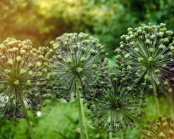 Allium 'Purple Sensation'