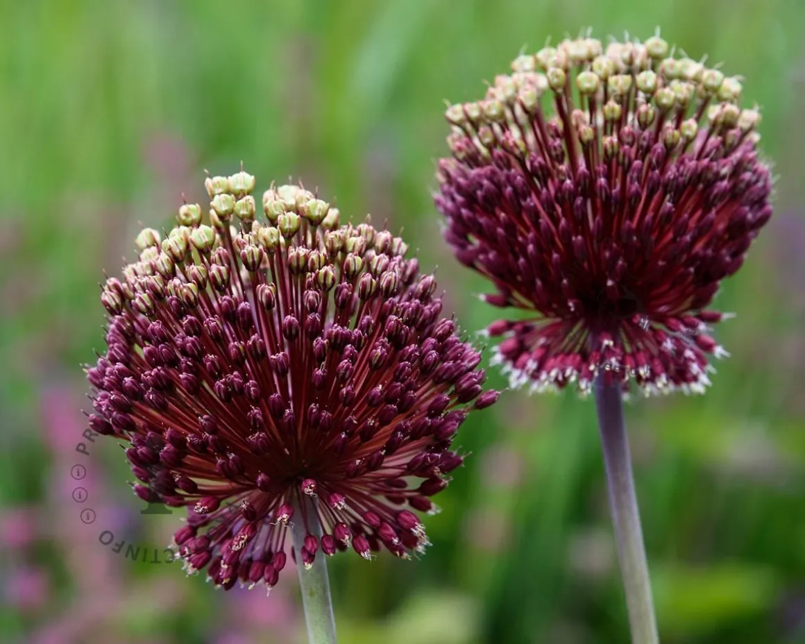 Allium 'Red Mohican'