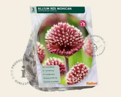 Allium 'Red Mohican'