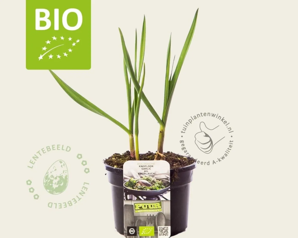 Allium sativum Puur