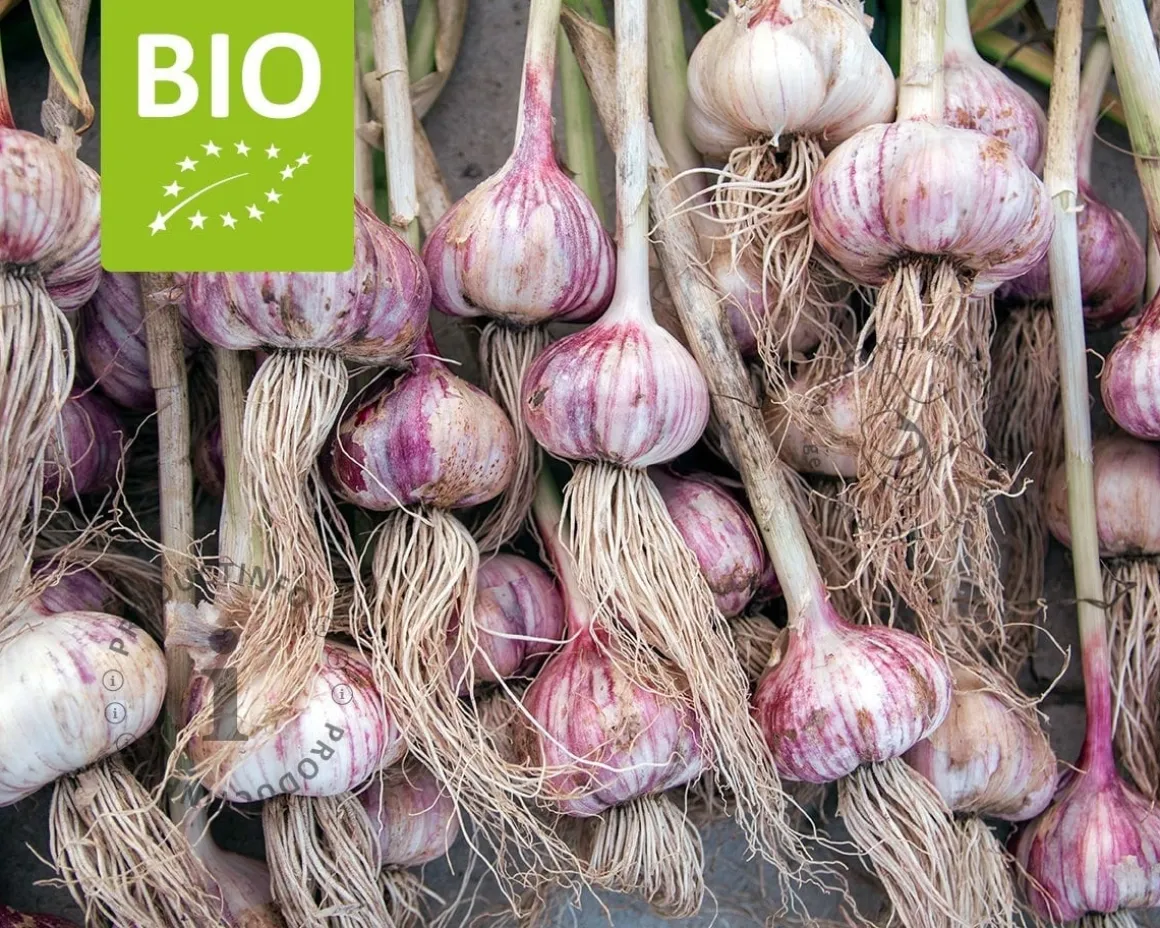Allium sativum Puur