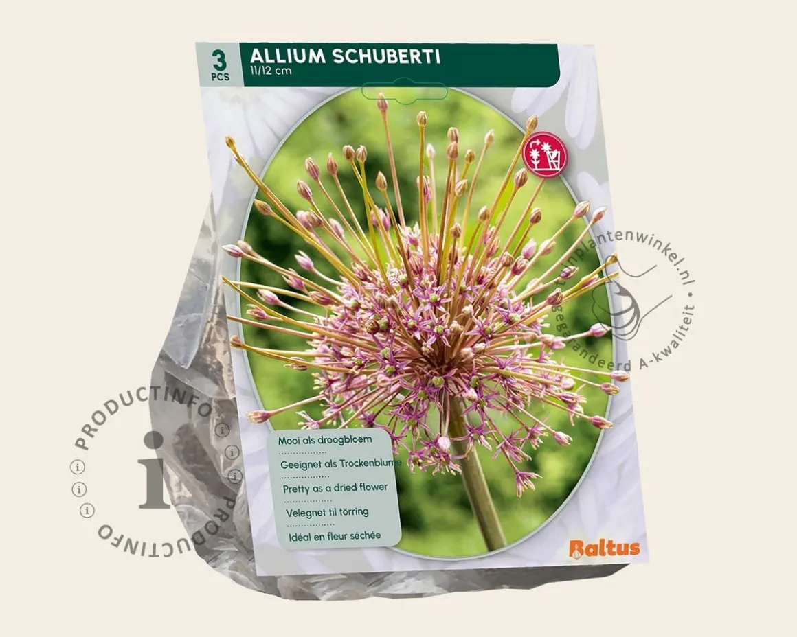 Allium schubertii