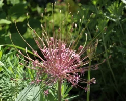Allium schubertii
