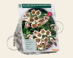 Allium siculum (bulgaricum)