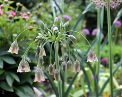 Allium siculum (bulgaricum)