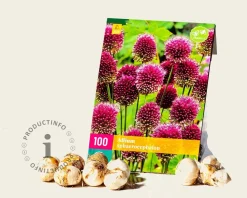 Allium sphaerocephalon