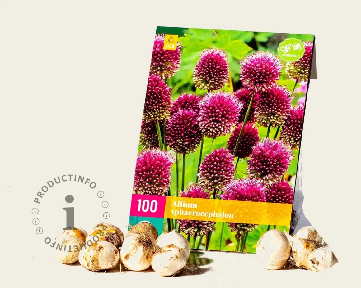 Allium sphaerocephalon