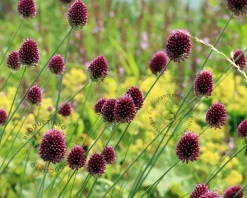 Allium sphaerocephalon