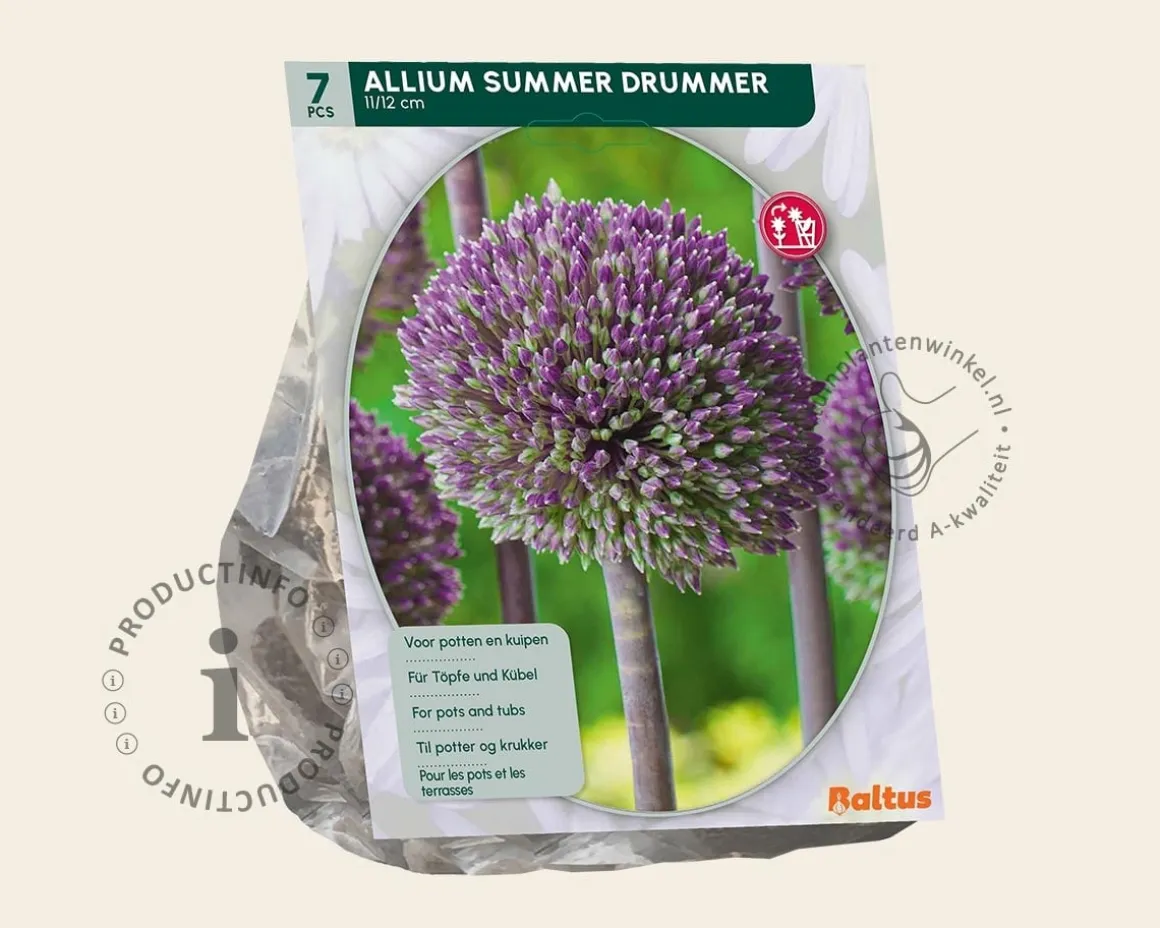 Allium 'Summer Drummer'