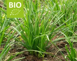 Allium tuberosum Puur