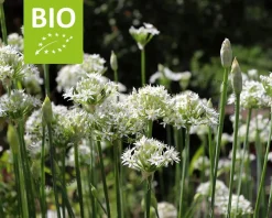 Allium tuberosum Puur