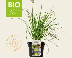 Allium tuberosum Puur