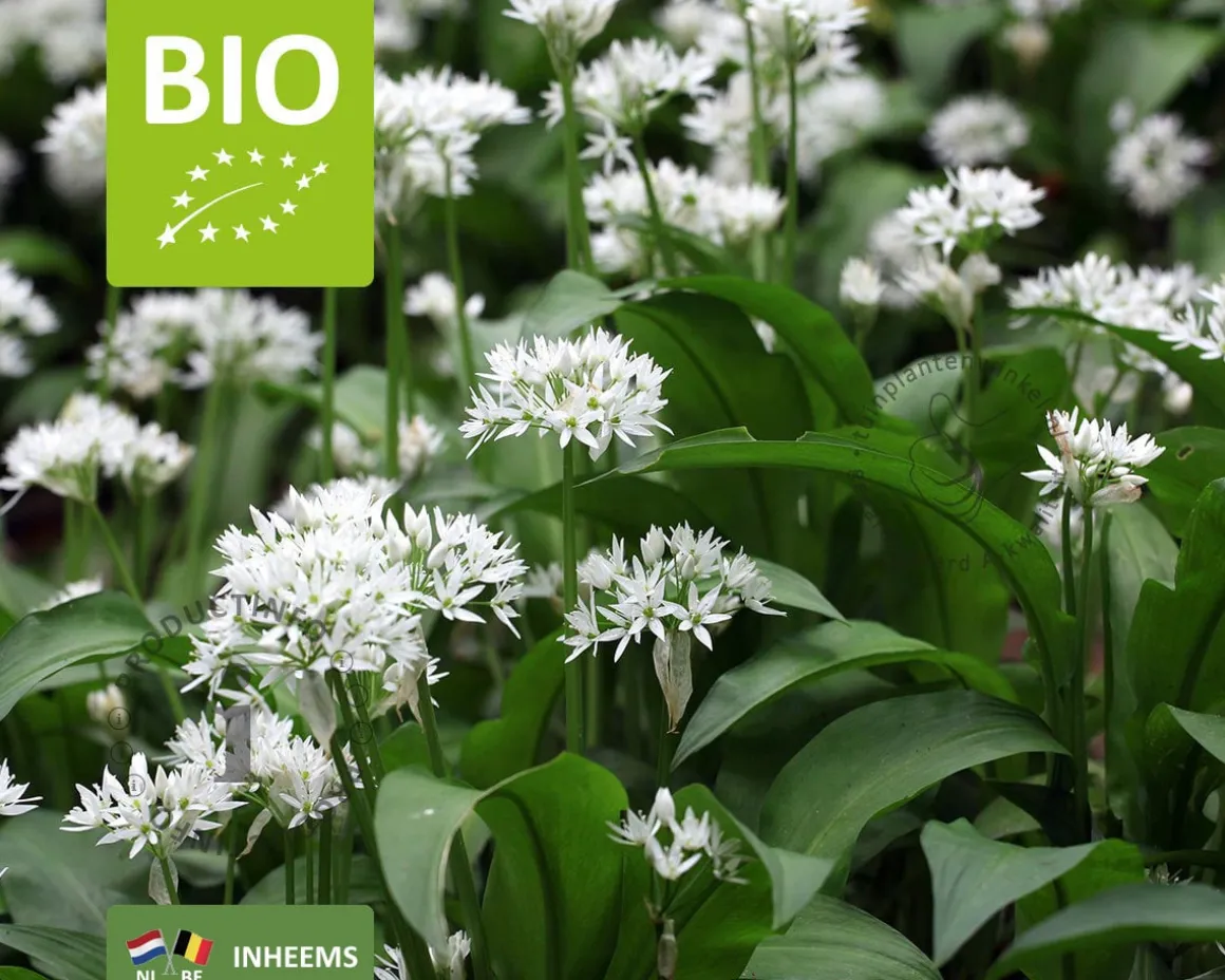 Allium ursinum - Puur