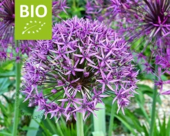 Allium 'Violet Beauty' - BIO