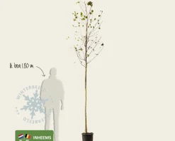 Alnus glutinosa - hoogstam