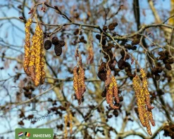 Alnus glutinosa - hoogstam