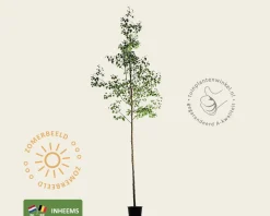 Alnus glutinosa - hoogstam