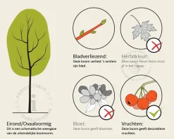 Alnus glutinosa - hoogstam