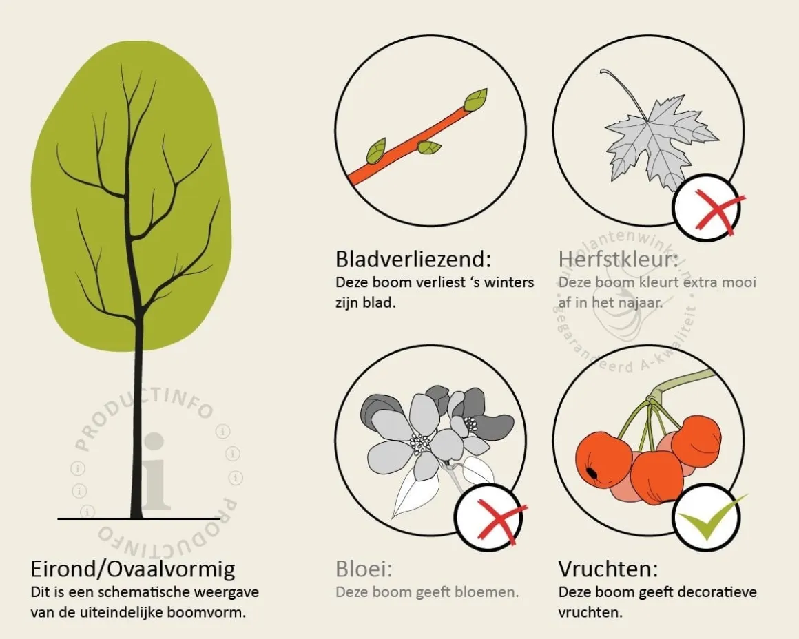 Alnus glutinosa - hoogstam
