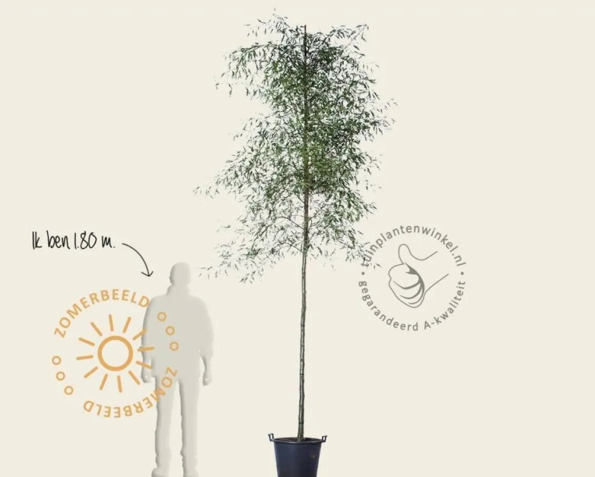 Alnus glutinosa 'Imperialis'