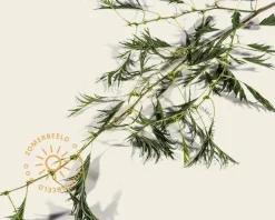 Alnus glutinosa 'Imperialis'
