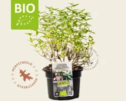 Aloysia triphylla Puur