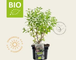 Aloysia triphylla Puur