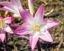 Amaryllis belladonna
