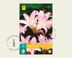 Amaryllis belladonna