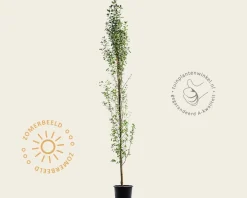 Amelanchier alnifolia 'Obelisk'