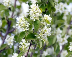 Amelanchier alnifolia 'Obelisk'