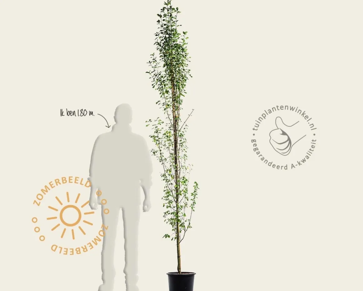 Amelanchier alnifolia 'Obelisk'