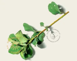 Amelanchier alnifolia 'Obelisk'