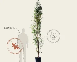 Amelanchier alnifolia 'Obelisk'