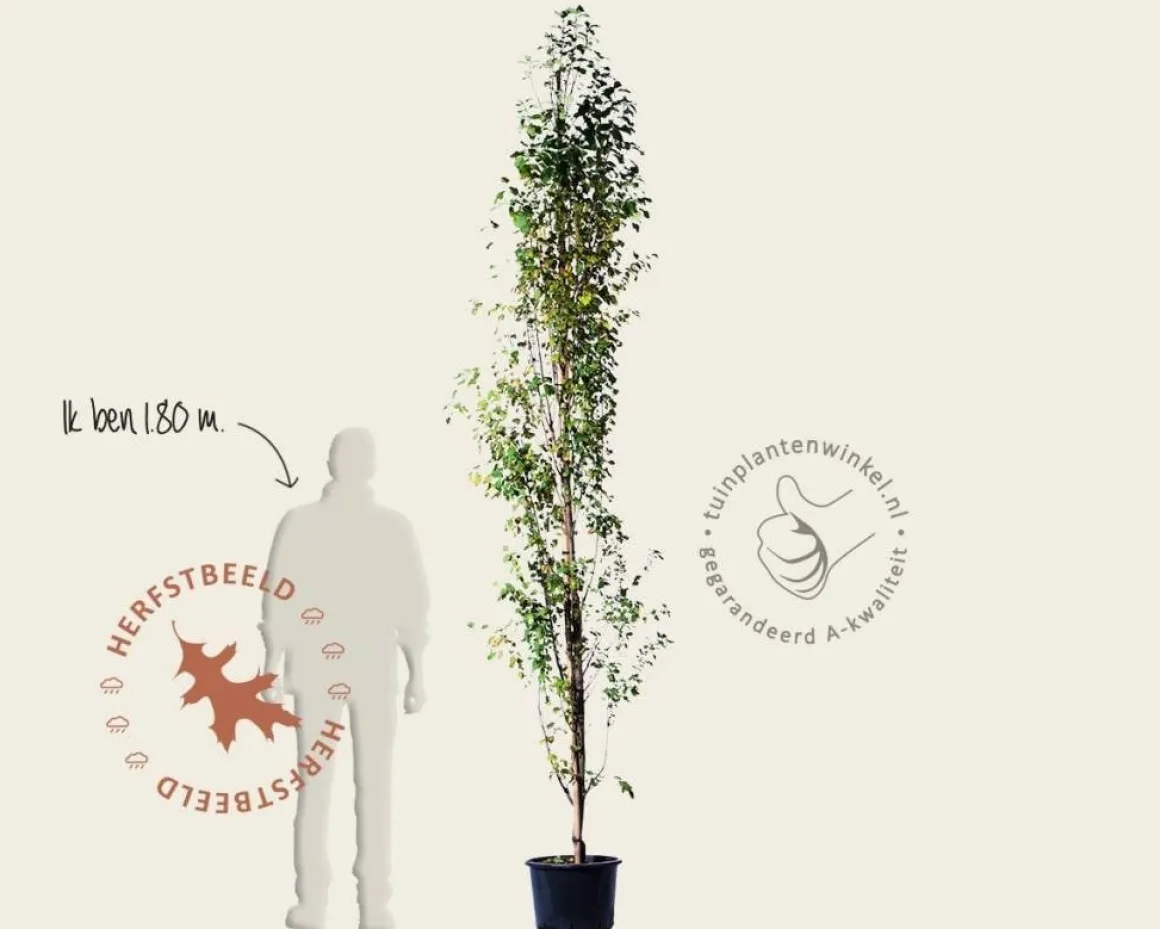 Amelanchier alnifolia 'Obelisk'