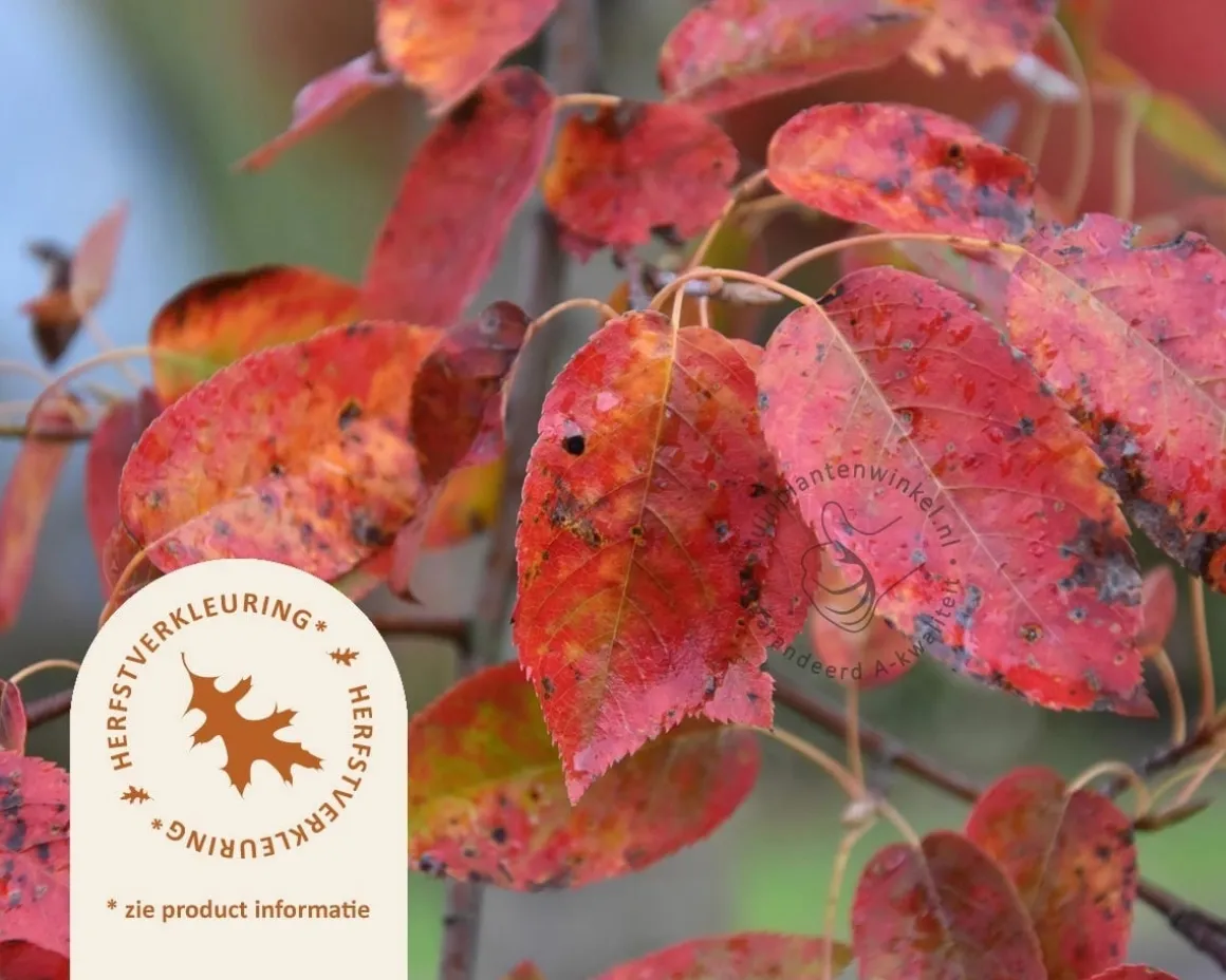 Amelanchier arborea 'Robin Hill'