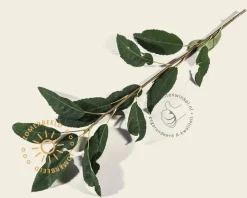 Amelanchier arborea 'Robin Hill' - beveerd