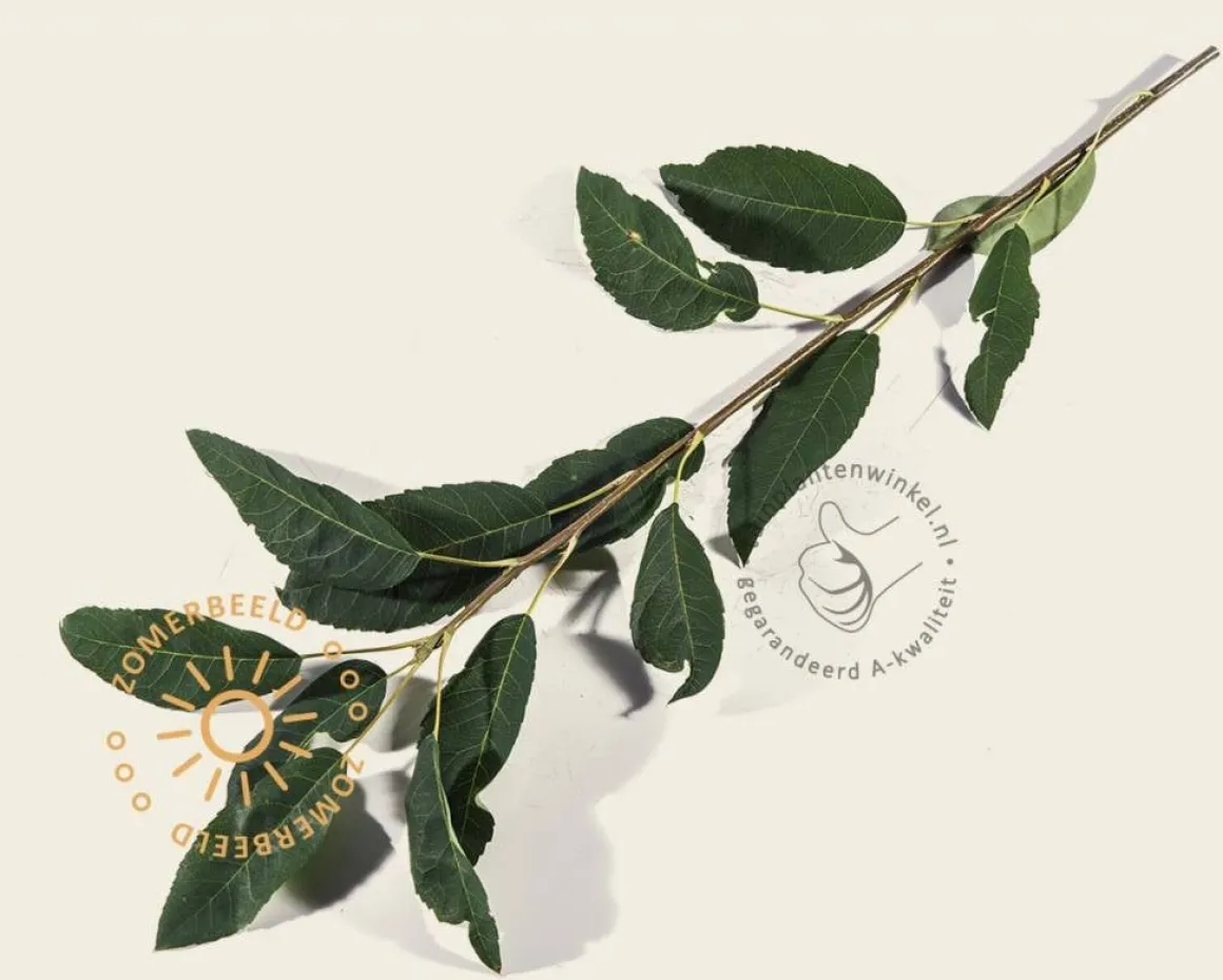 Amelanchier arborea 'Robin Hill' - beveerd