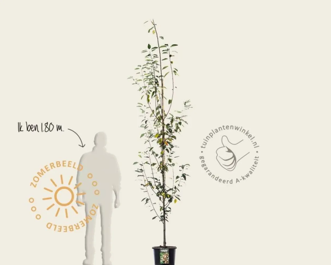 Amelanchier arborea 'Robin Hill' - beveerd