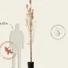 Amelanchier canadensis 'Rainbow Pillar' - beveerd