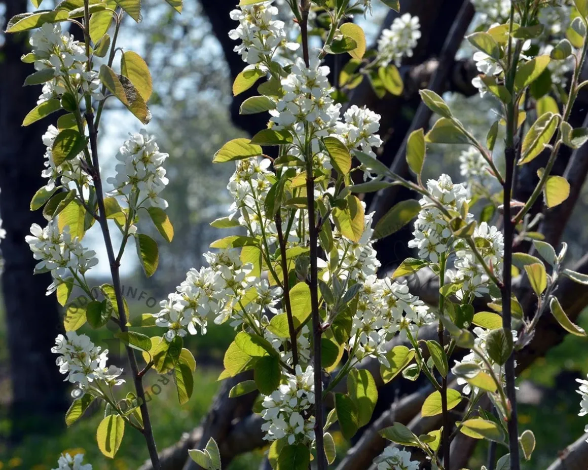 Amelanchier canadensis 'Rainbow Pillar' - beveerd