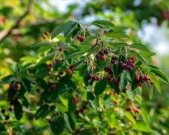 Amelanchier lamarckii