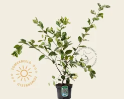 Amelanchier lamarckii