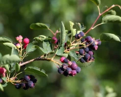 Amelanchier lamarckii