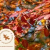 Amelanchier lamarckii - beveerd