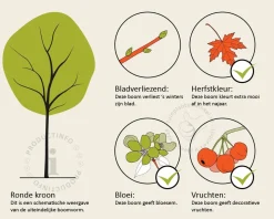 Amelanchier lamarckii - beveerd