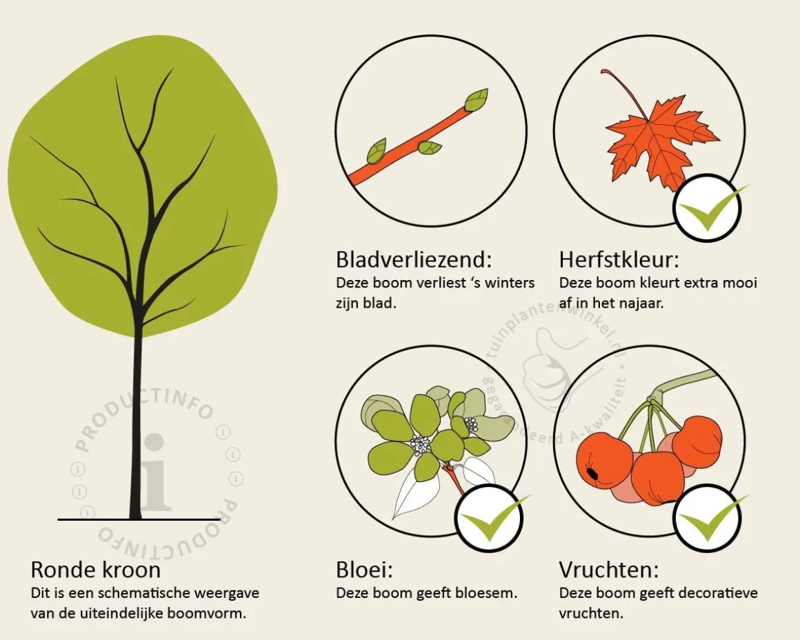 Amelanchier lamarckii - beveerd