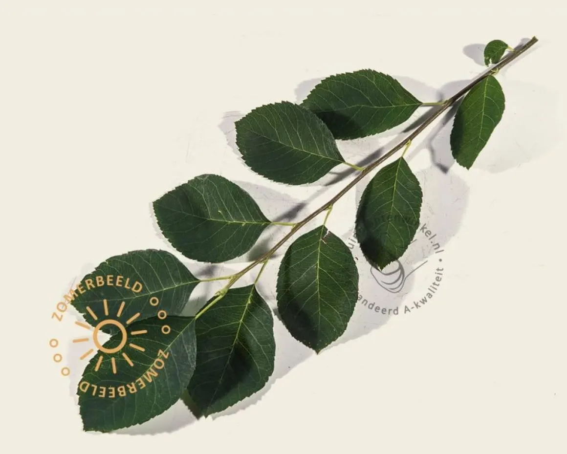 Amelanchier lamarckii - beveerd