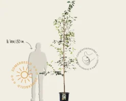 Amelanchier lamarckii - beveerd